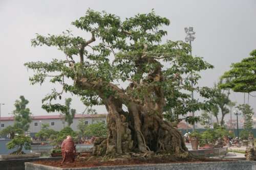 Bonsai, cay canh nghe thuat, cây cảnh nghệ thuật, cay the, cây thế, triển lãm bonsai, trien lam bonsai, triển lãm cây thế, trien lam cay the